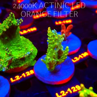 Acropora RR RAINBOW LOOM (14.08.2026) L2-129  6cm