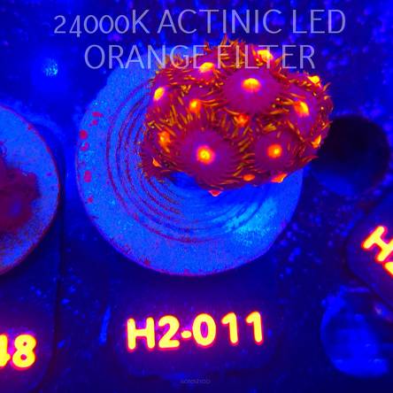 Zoanthus MIAMI BLOW POP (01.12.2025) 20P+  H2-011