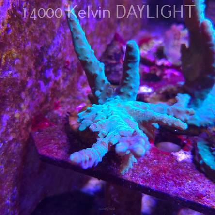 Acropora sp. AUSTRALIA (06.11.2025) MM1-II-1  12cm
