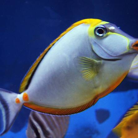 Naso elegans 8-9cm