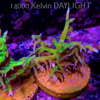 Seriatopora hystrix YELLOW (18.05.2025)  5cm