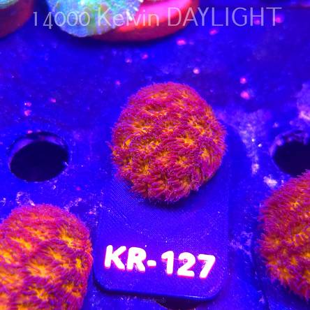 Leptastrea pruinosa JOHN DEERE (14.01.2026) KR-127  3cm