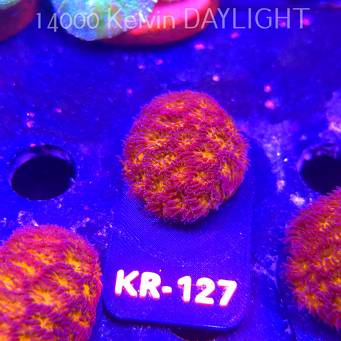 Leptastrea pruinosa JOHN DEERE (14.01.2026) KR-127  3cm