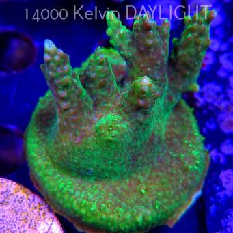 Acropora RR RAINBOW LOOM  (21.06.2025) L4-II-16  6cm
