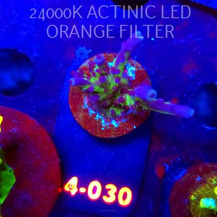 Acropora EC Frankie's Kryptonite (06.01.2026) L4-030  4cm