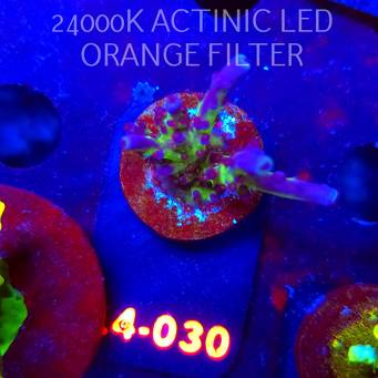 Acropora EC Frankie's Kryptonite (06.01.2026) L4-030  4cm