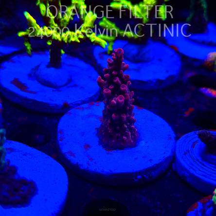 Acropora BLUE POLYP BLEEDING STRAWBERRY (20.03.2025) L1-II-13  5cm