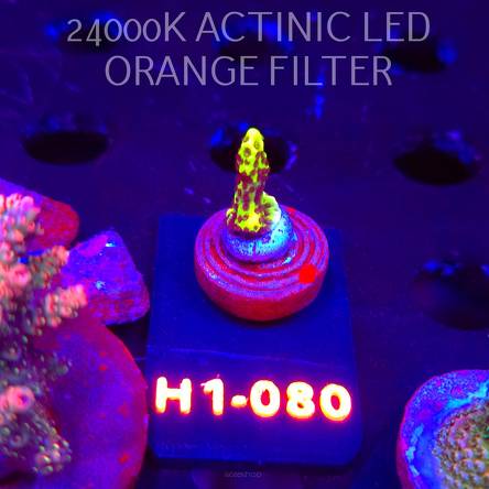 Montipora CONFUSA (01.02.2026) H1-080  2cm