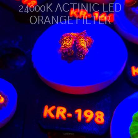 Zoanthus STRATOSPHERE (17.01.2026) KR-198 4+3P