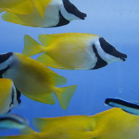 Siganus Lo Vulpinus rozmiar 6-7cm