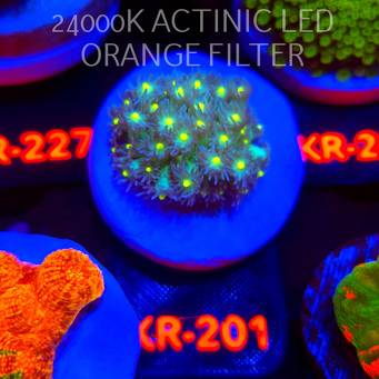 Goniopora DRAGON EYE (06.03.2026) KR-201  3cm