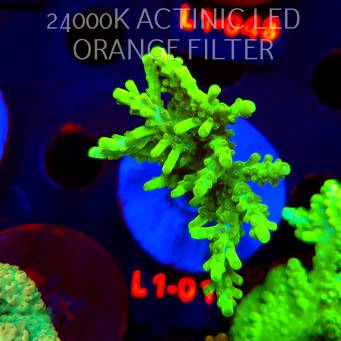 Acropora TOXIC TABLE GREEN (03.08.2026) L1-010  8cm