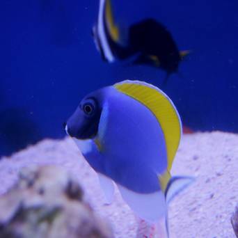 Acanthurus leucosternon (Pokolec Białobrody) rozmiar 8-9 cm