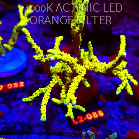 Anacropora WWC SLIMEBALL (17.03.2026) L2-088  12cm