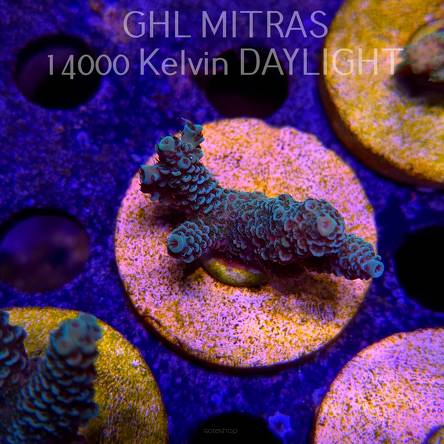 Acropora millepora BLUE (20.02.2025) L4-II-2  5cm