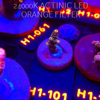 Acropora MILLEPORA RAINBOW (02.02.2026) H1-101  3cm