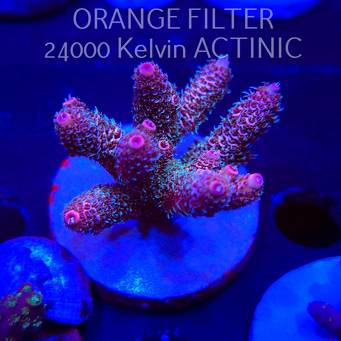 Acropora MILLEPORA RAINBOW (04.10.2025)  6cm