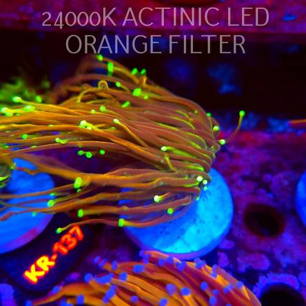 Euphyllia glabrescens HELLFIRE (01.09.2026) KR-107