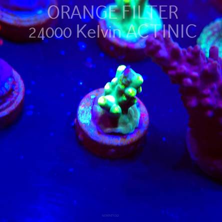 Acropora caroliniana (04.10.2025)  2cm