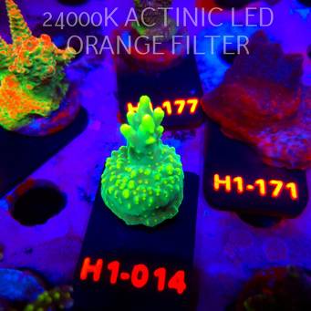 Acropora caroliniana (12.10.2026) H1-014  3cm
