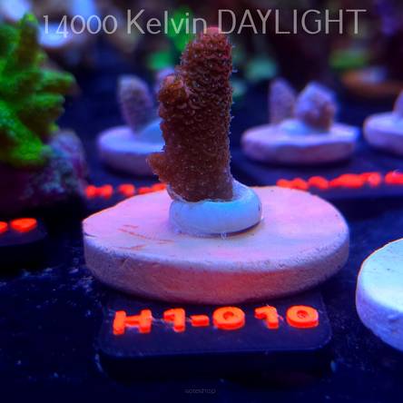 Acropora spathulata CORAL SEA ULTRA RED (16.10.2025) H1-010  3cm