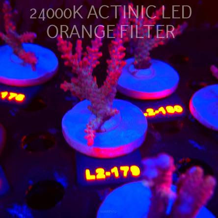 Acropora CEREALIS RED (14.08.2026) L2-179  8cm