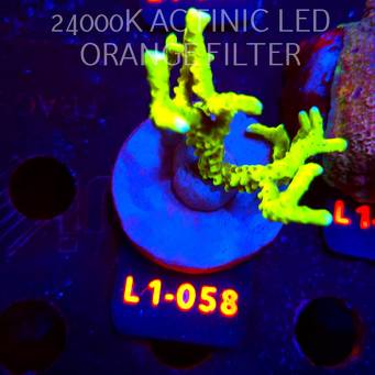 Anacropora WWC SLIMEBALL (03.08.2026) L1-058  7cm