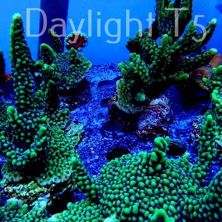 Montipora peltiformis (17.01.2022) 