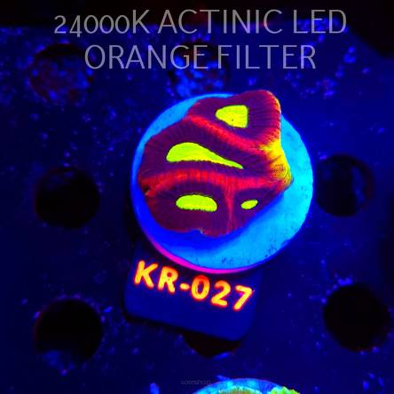 Favites complanata OG DRAGON SOUL (03.01.2026) KR-027  4cm