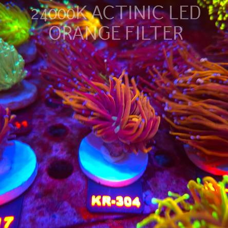 Euphyllia glabrescens NY KNICKS TORCH (19.09.2026) KR-304  2 HEADS