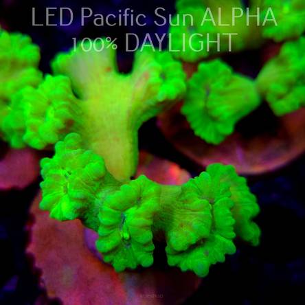 Caulastrea furcata (23.01.2025)  7P