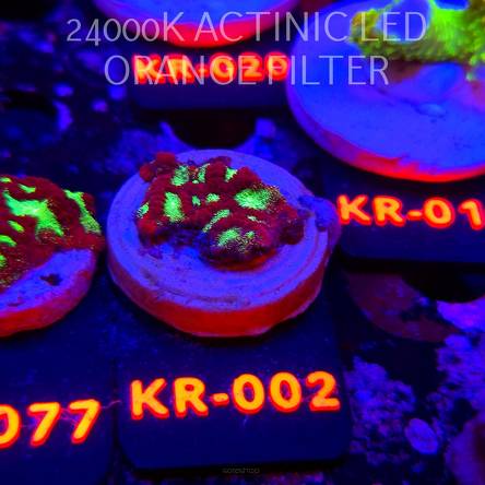 Goniastrea JASON FOX ACI FIRESTORM (10.10.2025) KR-002  2cm