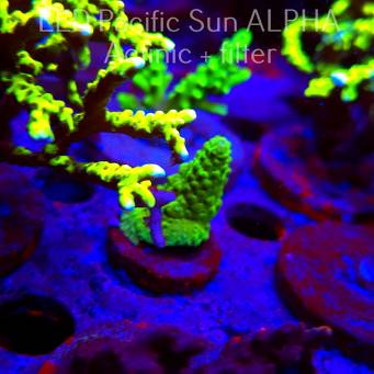 Acropora humilis GREEN AUSTRALIA (02.02.2025) L3-II-18  4cm