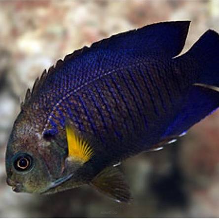 Centropyge flavipectoralis (Yellow Fin Angel) 5cm