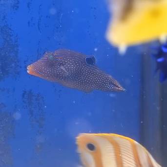 Canthigaster solandri rozmiar 5 cm