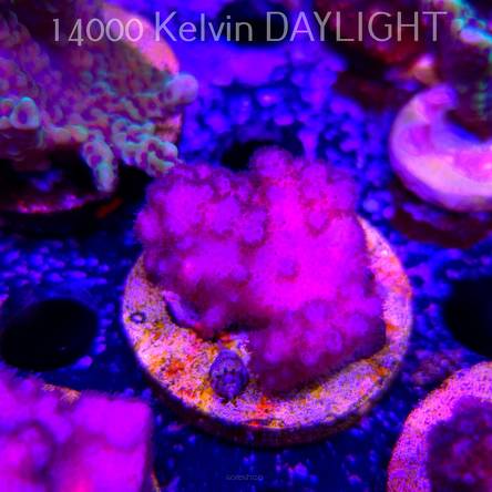 Pocillopora verrucosa PINK (19.09.2025)  5cm
