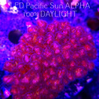 Pocillopora verrucosa PURPLE (22.01.2025)  10cm