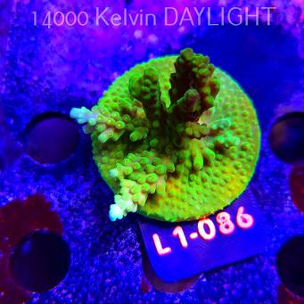 Acropora YELLOW PRINCESS (16.03.2026) L1-086  5cm