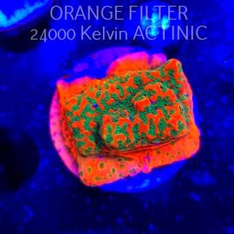Montipora JASON FOX PHOENIX EVOLUTION (13.06.2025)  3cm