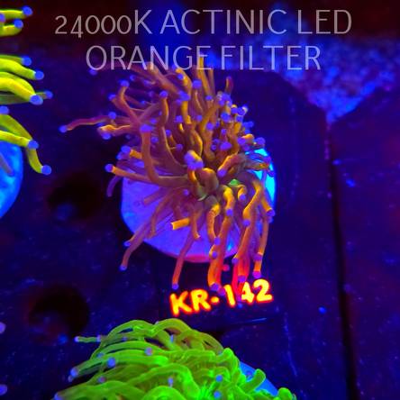 Euphyllia glabrescens DRAGON SOUL (17.01.2026) KR-142