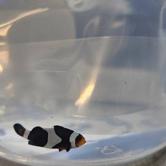 Amphiprion ocellaris WYSIWYG DARWIN TANK BRED 4cm