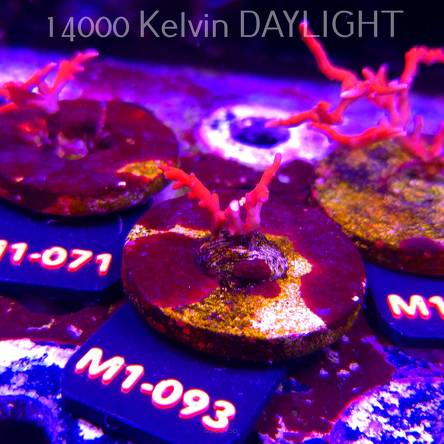 Anacropora Jason Fox TNT (12.06.2026) M1-093  2cm