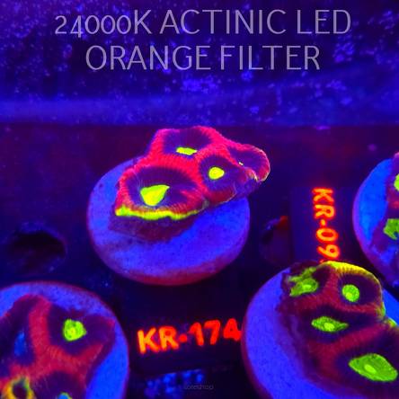 Favites complanata OG DRAGON SOUL (21.02.2026) KR-174  5cm