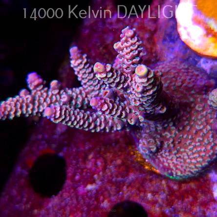 Acropora spathulata PINK PASSION (09.05.2025) MM1-I-12  5cm