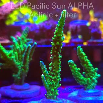 Acropora JMC PRINCESS (01.12.2024) MM1-I-11  9cm