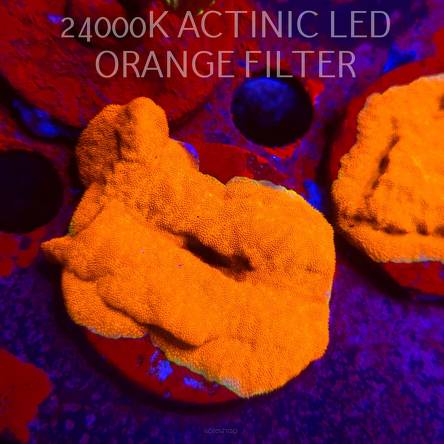 Leptoseris foliosa GOLD (08.11.2025) MM1-I-6  5cm