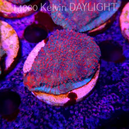 Echinophyllia Lava Rush Chalice (18.05.2025)  5cm