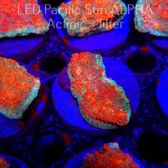 Echinophyllia Lava Rush Chalice (22.01.2025)  5cm