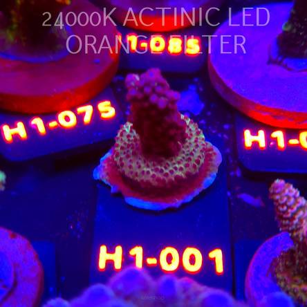 Acropora CHERRY BLOSSOM (02.02.2026) H1-001  3cm