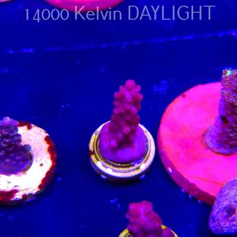 Acropora CHERRY BLOSSOM (04.10.2025)  3cm